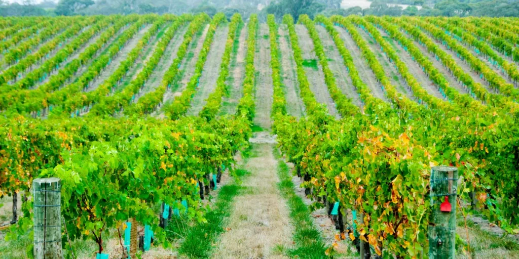 Barossa Valley